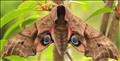 1980 Eyed Hawk-moth